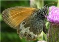 Coenonympha arcania